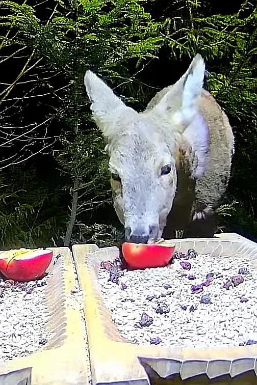 livebirdspoland_d0089ecb96561e6187c2f32162744e0c.jpg