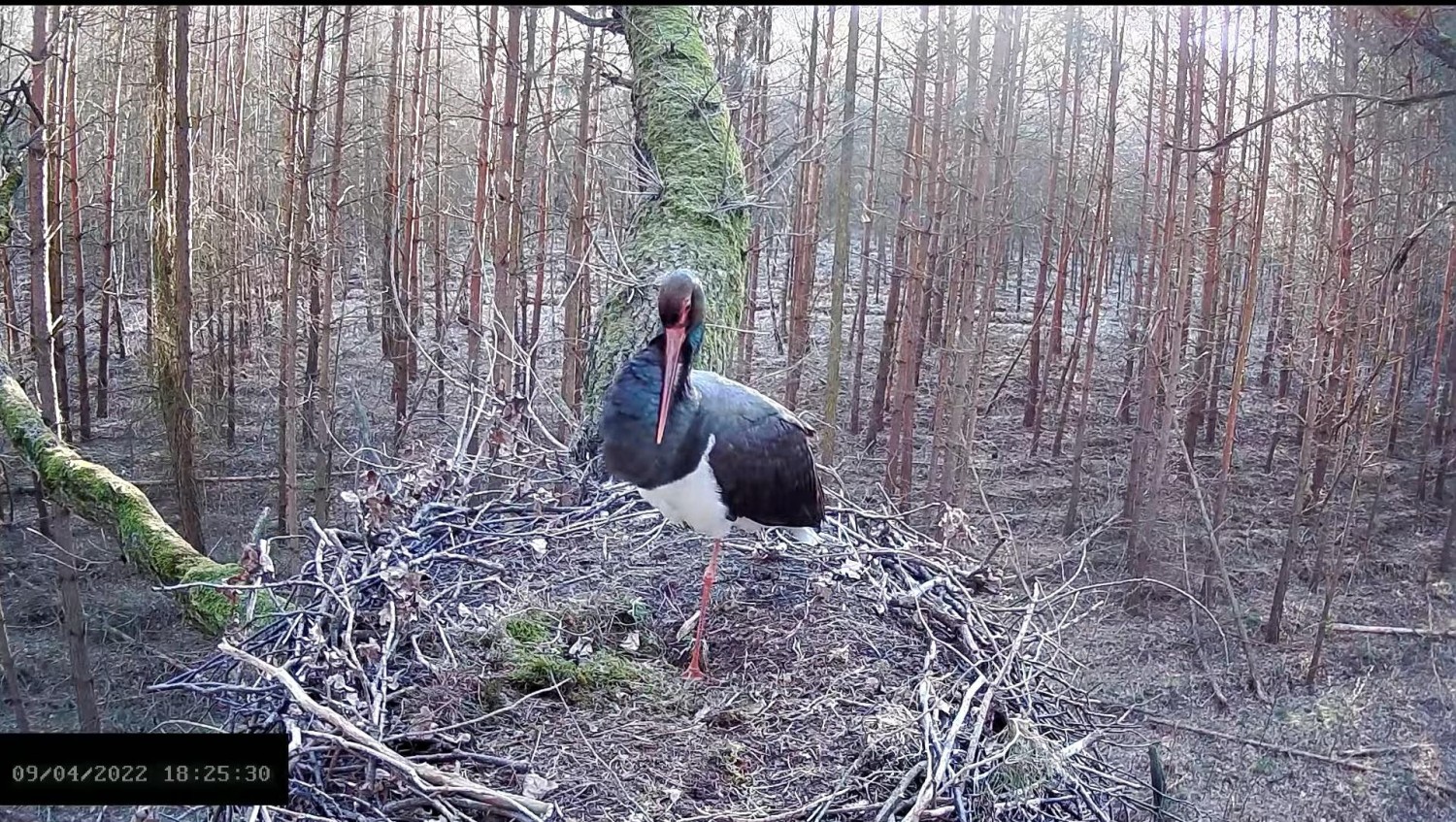 livebirdspoland_2a6daa0afd2d59e923ebdb247655f0b1.jpg
