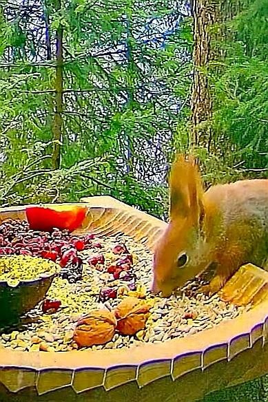 livebirdspoland_7807b4e35fdce40422c904bff99b6d66.jpg