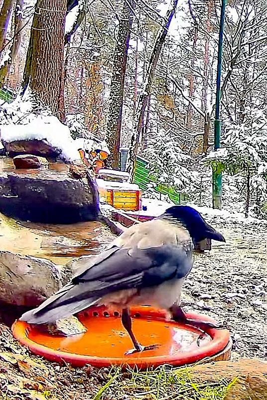 livebirdspoland_cabe0155f2b726815d52ee89d99f1ea6.jpg