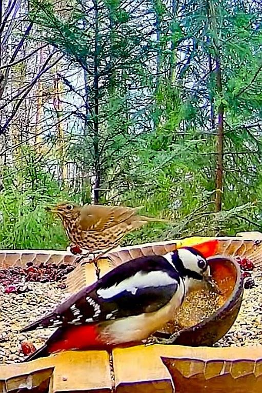 livebirdspoland_7f91600fb007394dd5de90bfd7f670b8.jpg