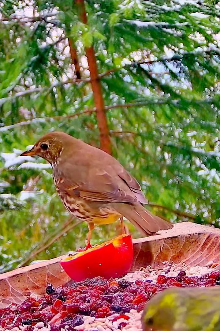 livebirdspoland_dc1eff9a963f32f9e525ddde8cd689fd.jpg