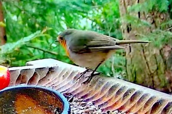 livebirdspoland_c20a2ecaaab04dc78f1d9dd45c693fa0.jpg