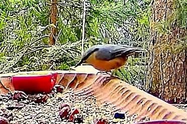livebirdspoland_67ac91c315b03360f0489836f88e3e25.jpg