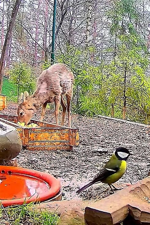 livebirdspoland_802cd9db79970cdec1af19f99852436c.jpg