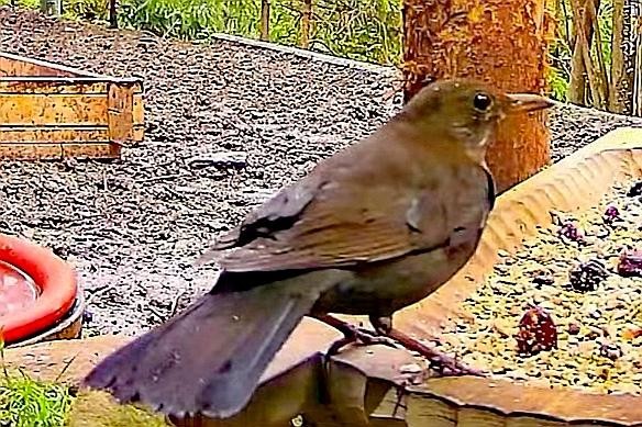 livebirdspoland_ec4bcc495e043f7d821be5a28166ab05.jpg