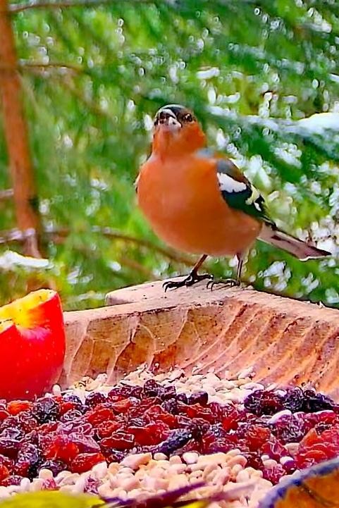 livebirdspoland_c00d048f628f3588e2f4654dea5916b3.jpg