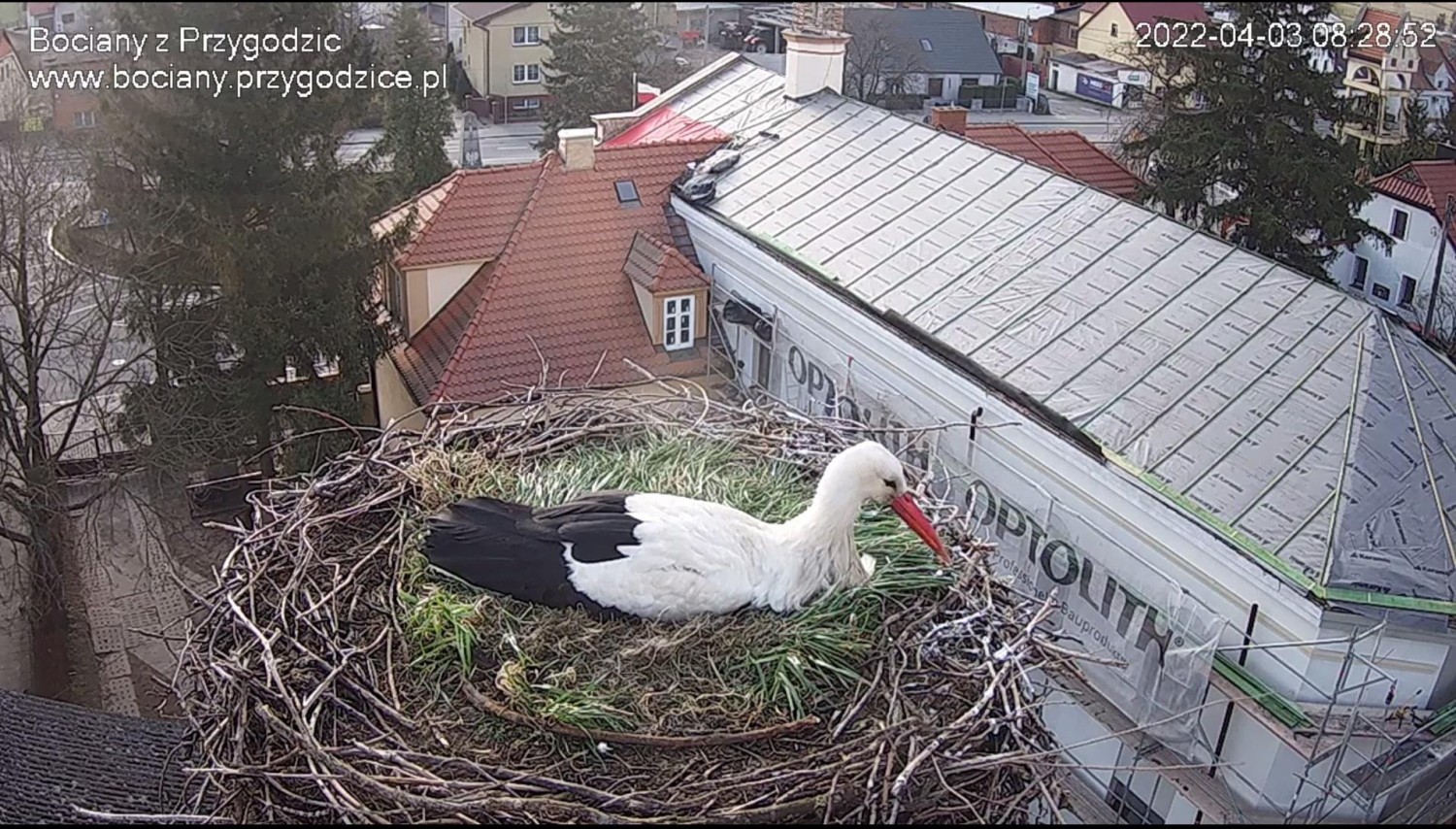 livebirdspoland_9db7b9b0e904a42f9c81123d3697cb15.jpg