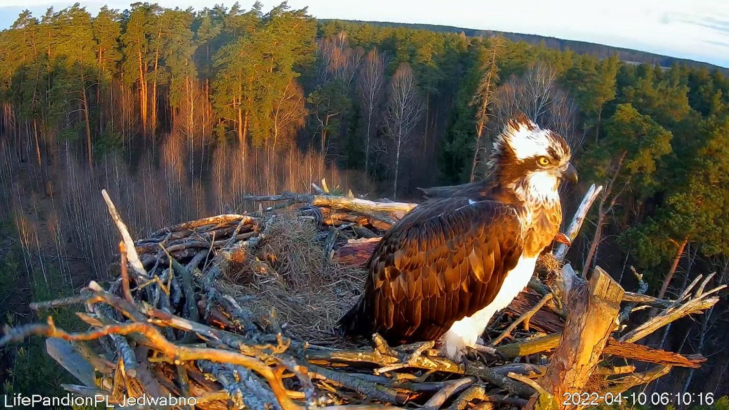 livebirdspoland_fa16b66663df33c07a7b451b469f8c65.jpg
