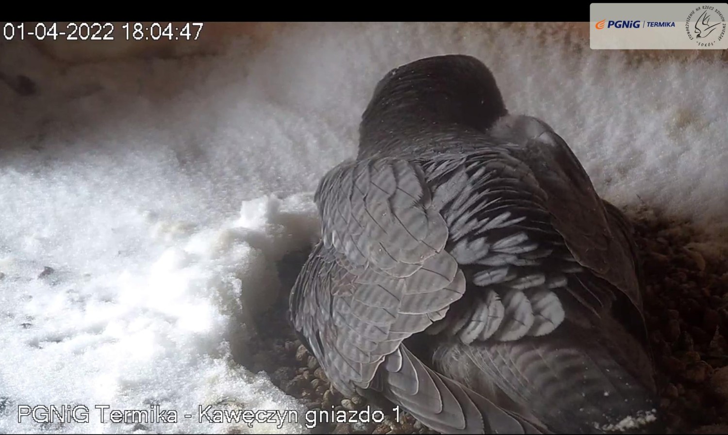 livebirdspoland_19217e73ad7523203f759a05e6296075.jpg
