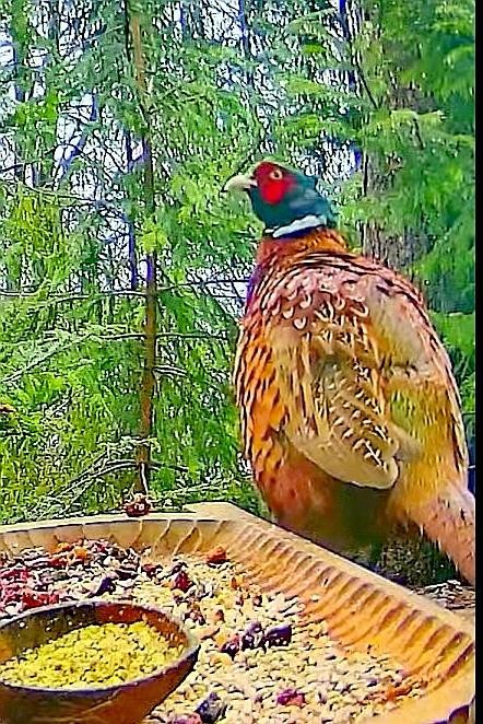 livebirdspoland_a0b5db336b18d111466b2e9a43f6986b.jpg
