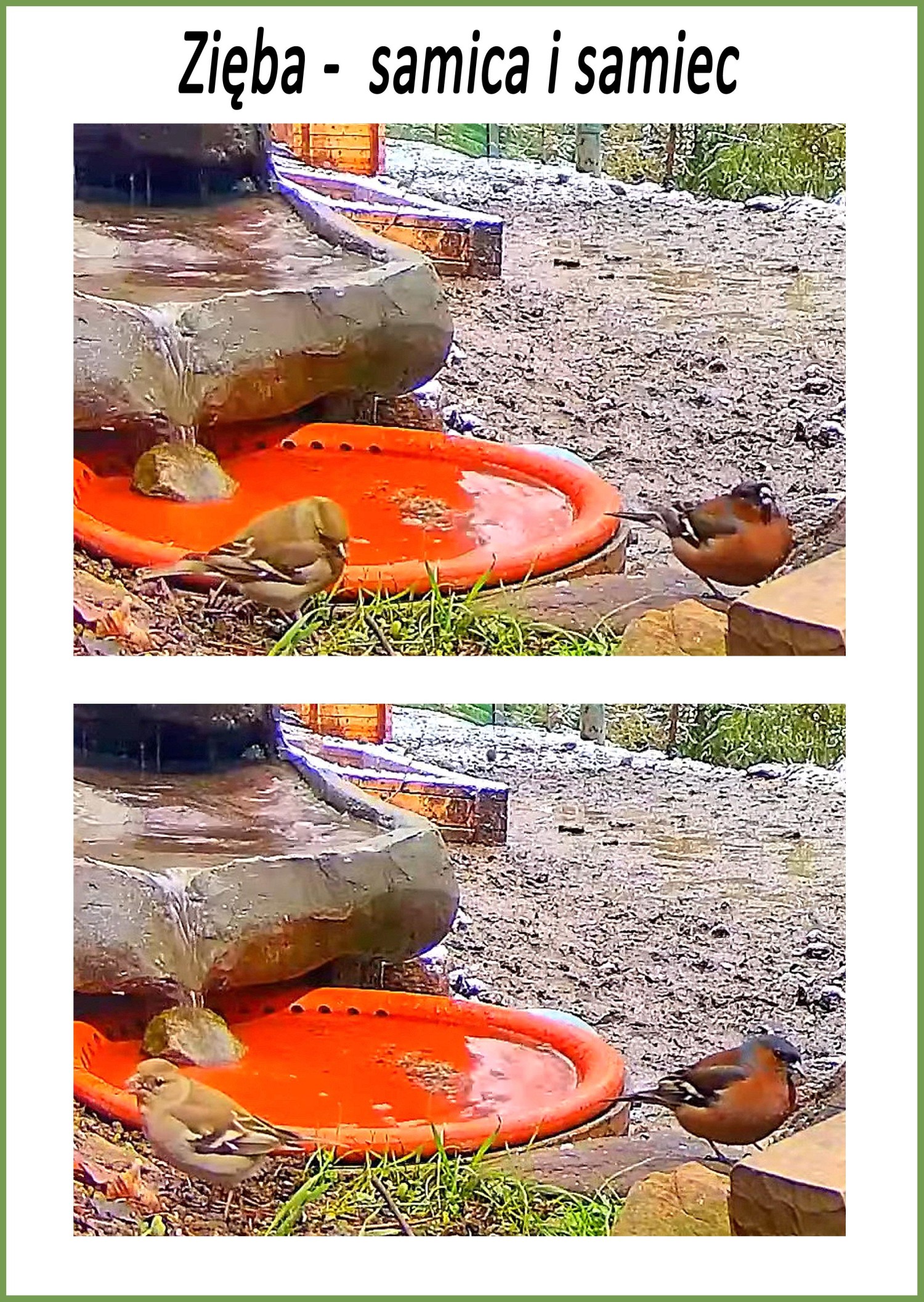 livebirdspoland_4e3fe55064cebaf4388a9df8640c3695.jpg
