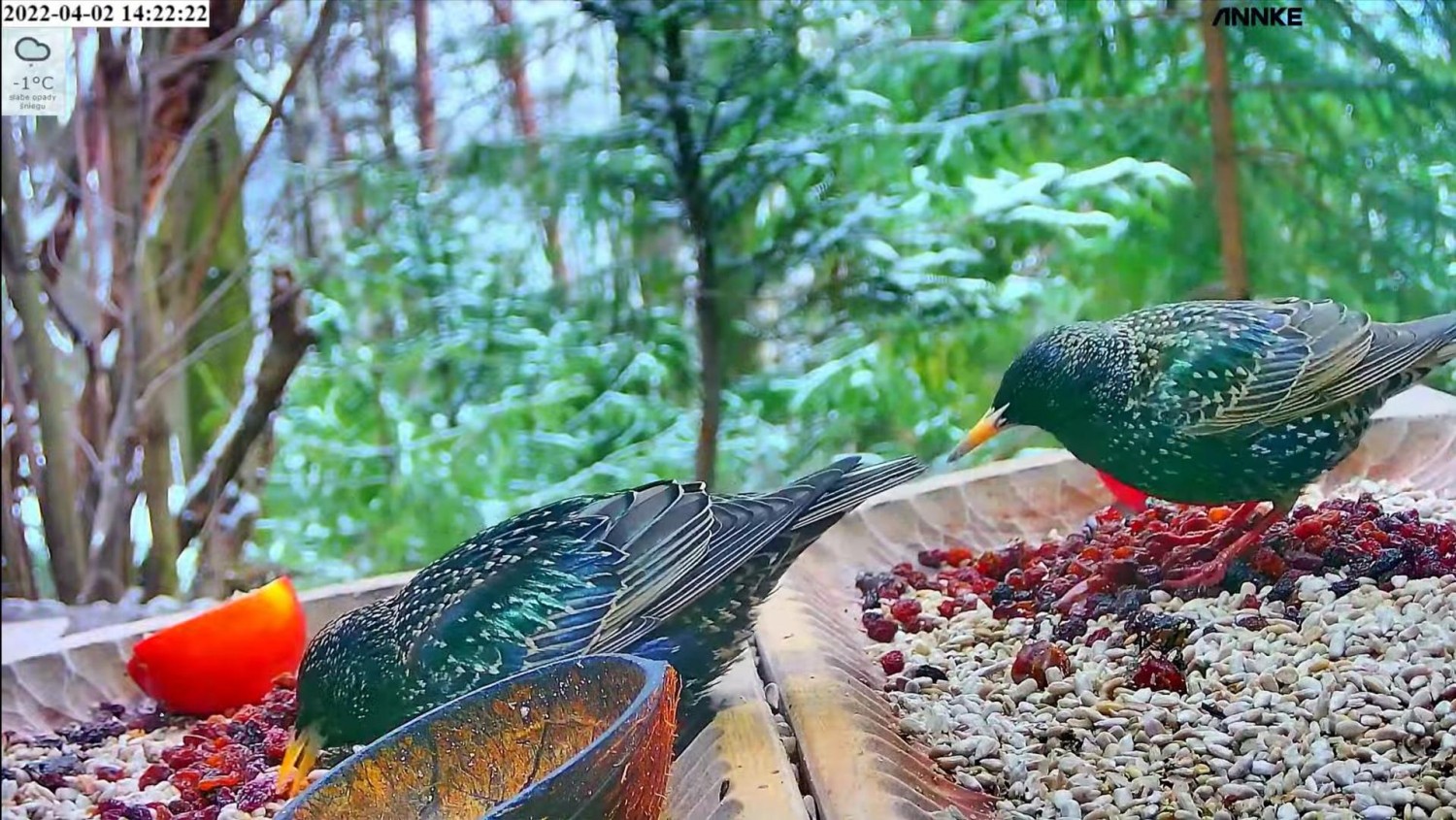 livebirdspoland_1f84eba18aa17c10c89c6ccd28510612.jpg