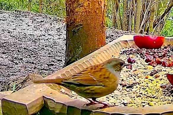 livebirdspoland_8ffdd60201be95d55be5ce374063e14c.jpg