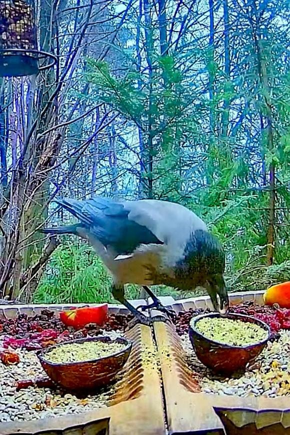 livebirdspoland_0198c7d373fbd6a9ae25e0bbfc63a0d1.jpg