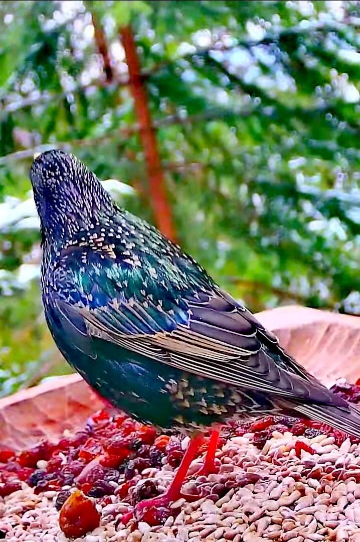 livebirdspoland_4ae4e84330cf7a81e1286dbcefddbc82.jpg
