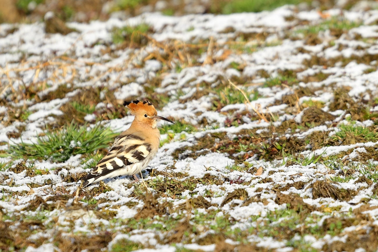 livebirdspoland_9c23744f18fb2e48a598c68c5134bf7e.png