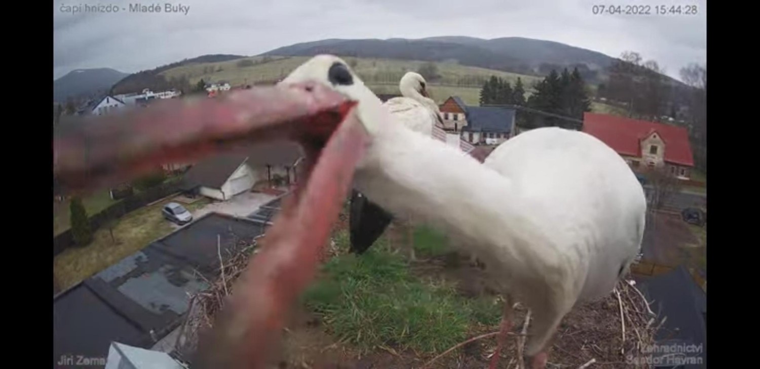 livebirdspoland_a4c0f132c1c6e7687420c897d3bbbb3a.jpg