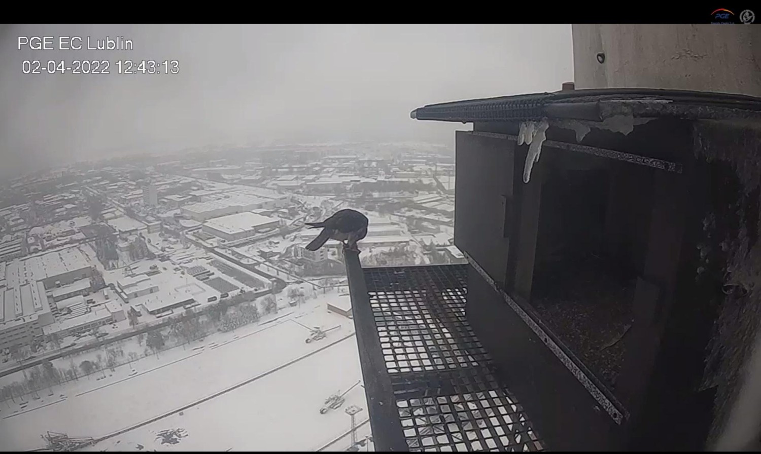 livebirdspoland_e1c47ef5ea7bbc4cf20d1898449b0c0f.jpg