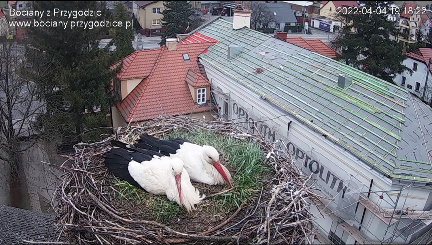 livebirdspoland_bcce12d19b97701ef6fc5fd9c7fafdd9.jpg