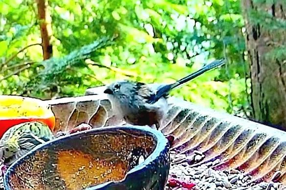 livebirdspoland_a139ebd031420e2d69f0572f12dc6b85.jpg