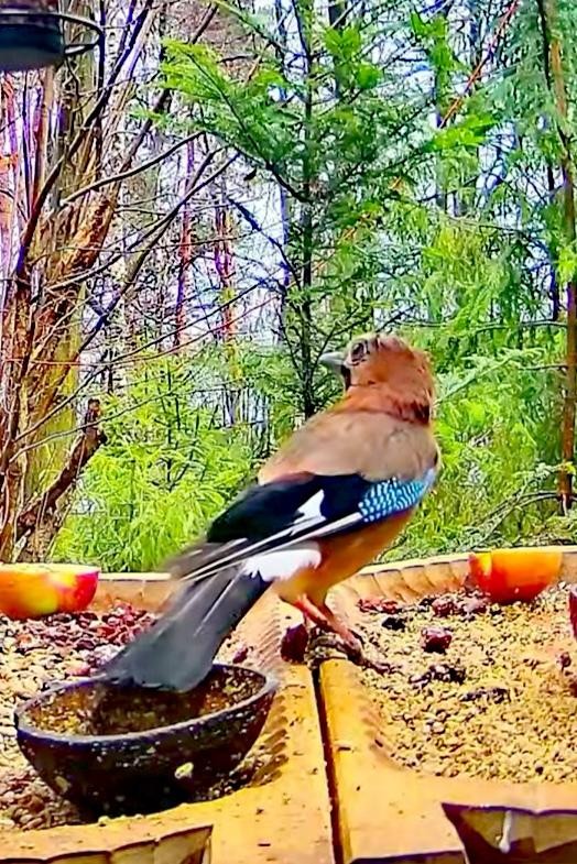 livebirdspoland_7ffc62d0859a8ae0cc64134a8a652b08.jpg