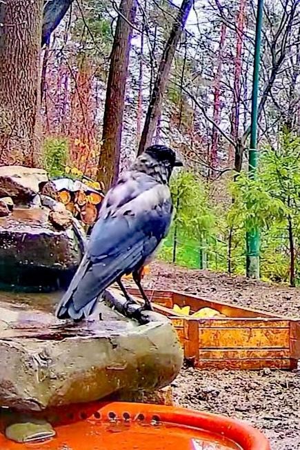 livebirdspoland_de96b0de369c2d667fa1cb40e73618ec.jpg