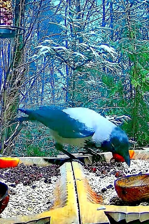 livebirdspoland_aaf77b3a2e40d750bb5e1d256abc3201.jpg