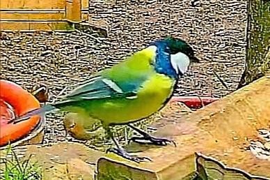 livebirdspoland_2992d0c6e7f5858daf3662412d0662dd.jpg