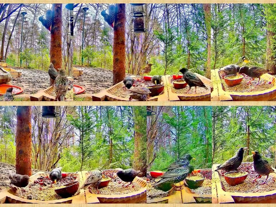 livebirdspoland_85110405e2cf42f01fb39405bc6339e8.jpg
