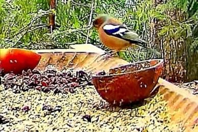 livebirdspoland_1a2fe75f4e80db2e3e72ee1c856b7994.jpg