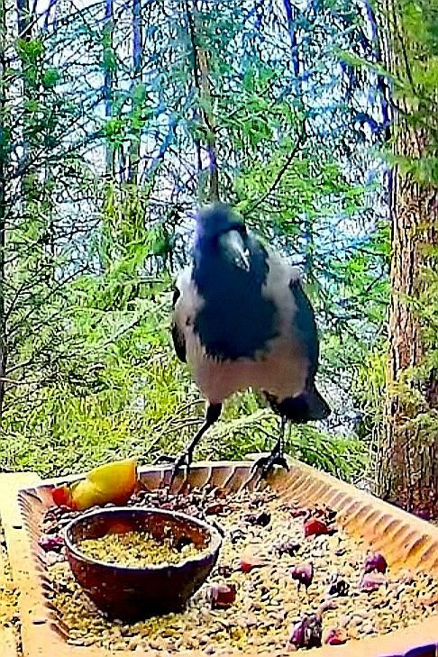livebirdspoland_0914164ff7d8958e72c9048d810b6f9b.jpg