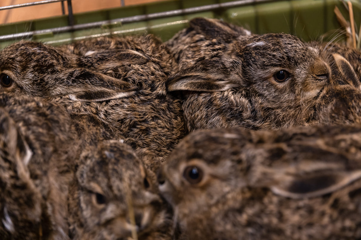livebirdspoland_a53e88fb7f12bfece4a0ac2adefa2b2c.png