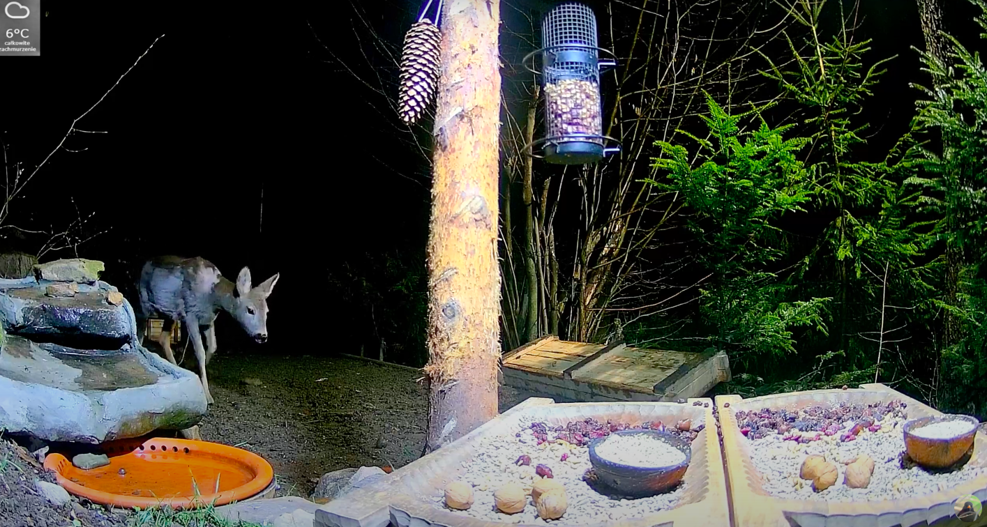 livebirdspoland_541d6bedf5a008fd1f50e7ef22dc984a.png