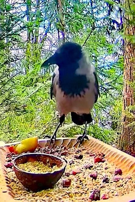 livebirdspoland_7f4c149963cac2ee178b32142e4fe9e7.jpg