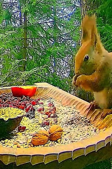 livebirdspoland_10dfc958a026a0165ce63966c195e6d7.jpg