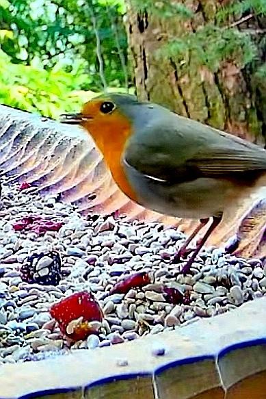 livebirdspoland_50f0c4b658e8f49b73780eb688804fad.jpg