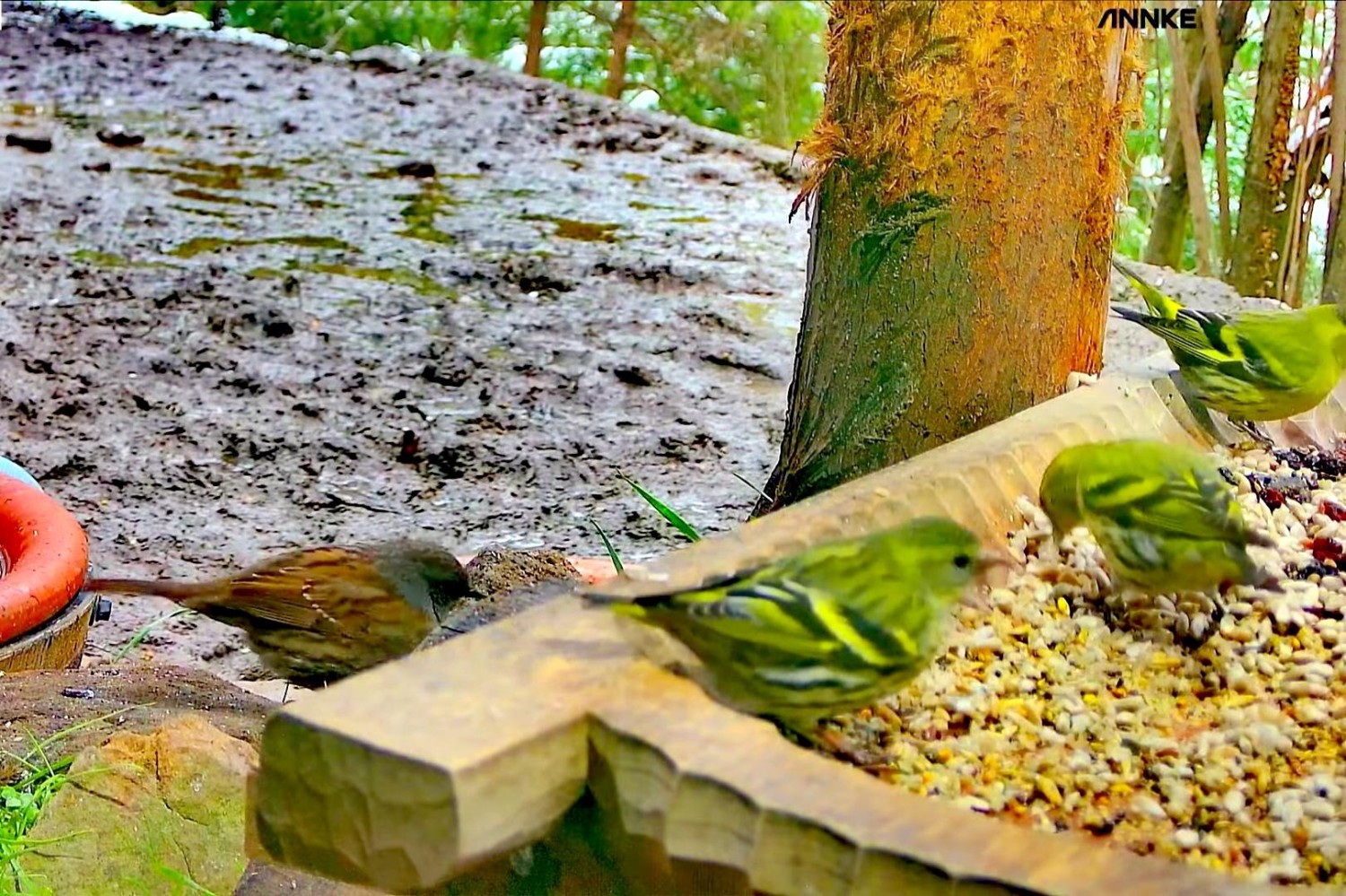 livebirdspoland_79306d060479348b0d4d5ba54b940252.jpg