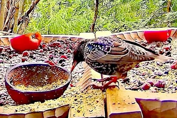 livebirdspoland_156ca74a067c5b89184e754512c6ad6c.jpg