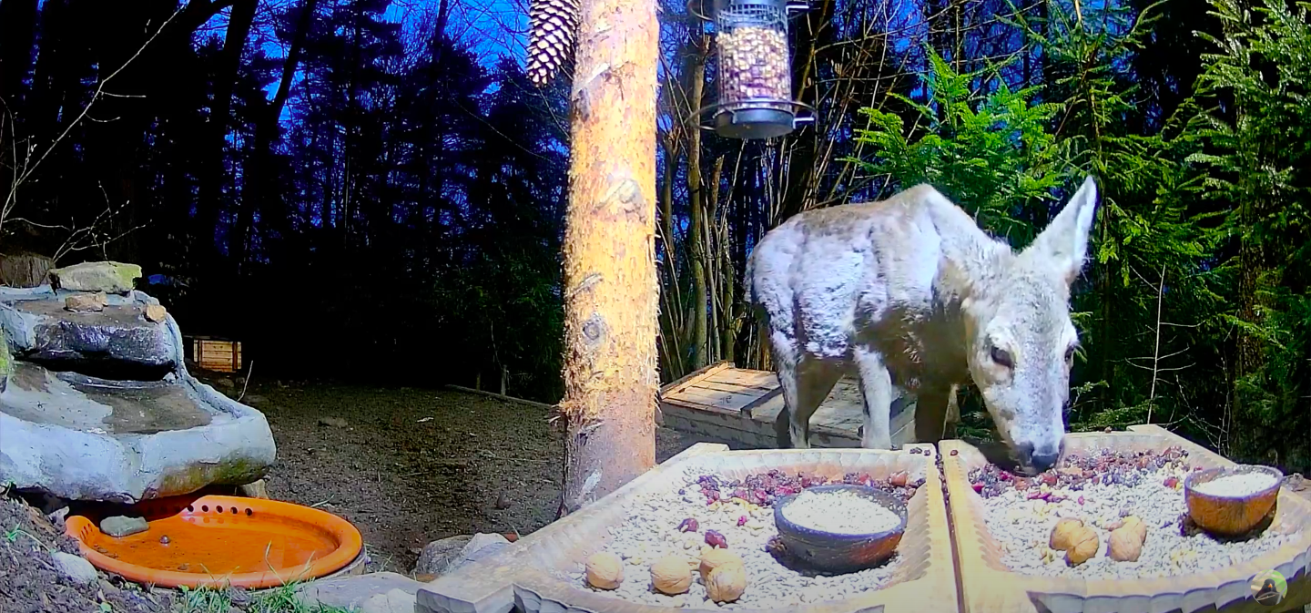 livebirdspoland_690a0fe73899f523cc9878359de26d7d.png