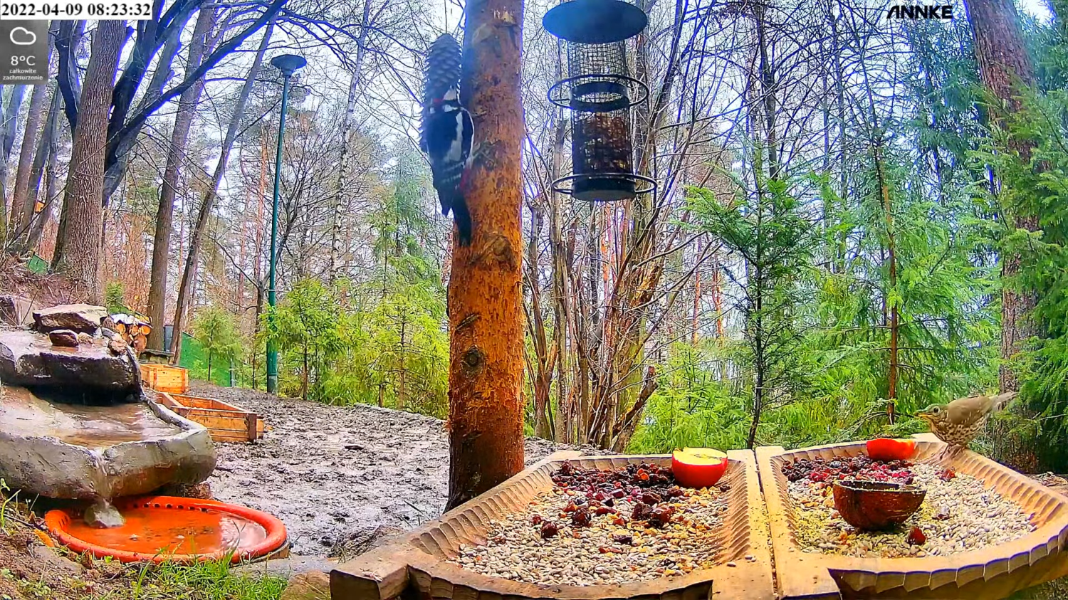 livebirdspoland_a59504fcc2c0e946369baf8abbc9a7eb.png
