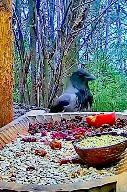 livebirdspoland_273e5bd05f736cba4796aaf23872c280.jpg