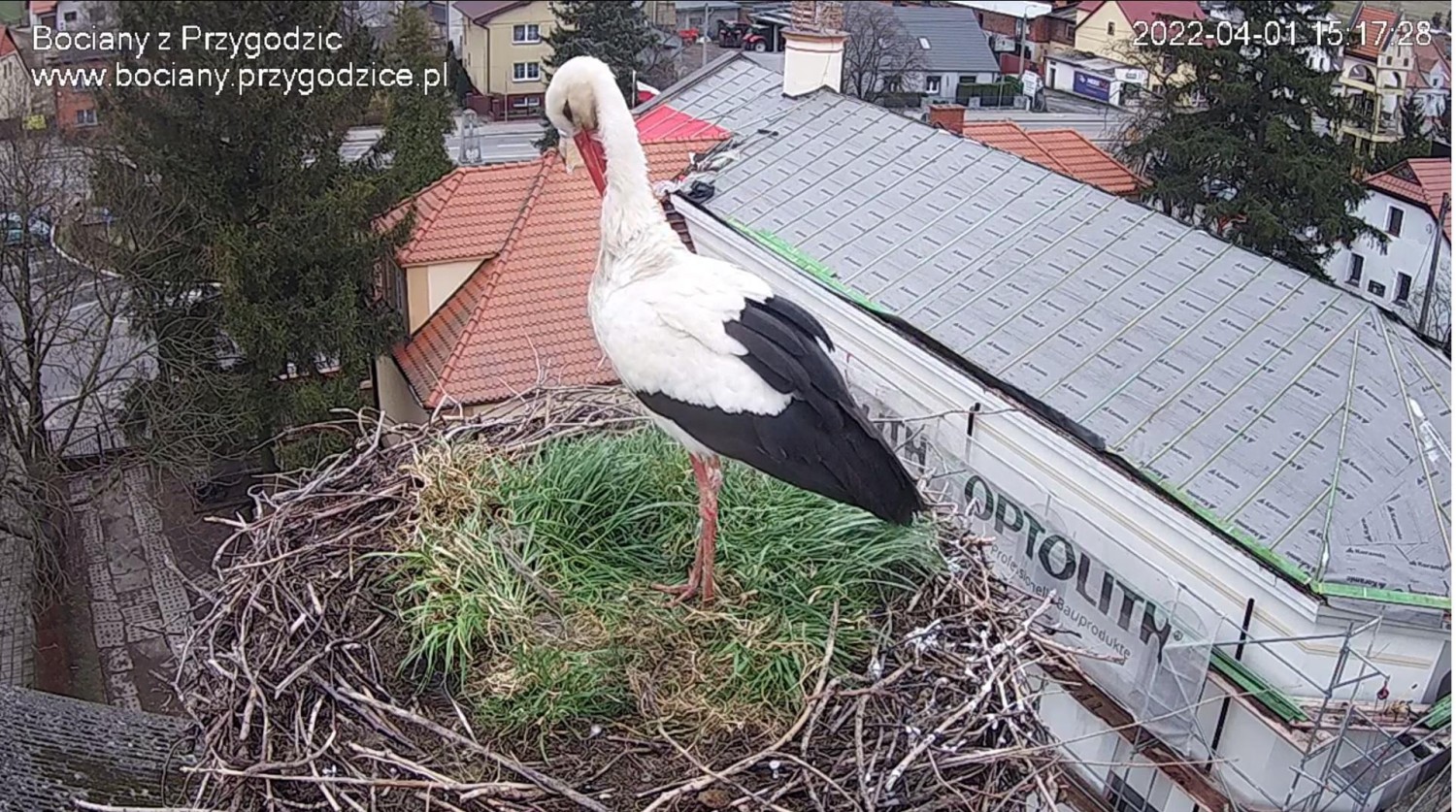 livebirdspoland_e0fb6e12064db41d2a01b421bb99d7b2.jpg