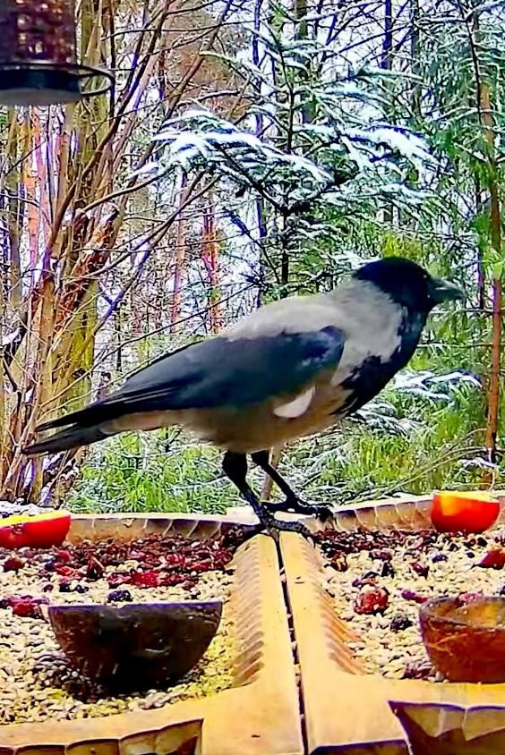 livebirdspoland_2c602556efbfcf6c76c235a478d3ea5f.jpg