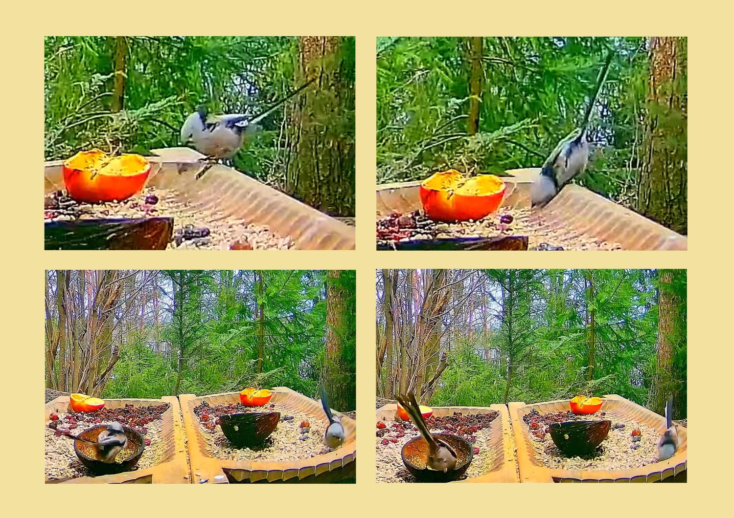 livebirdspoland_685f55b7c3f6db60c6170080e8c1bda5.jpg