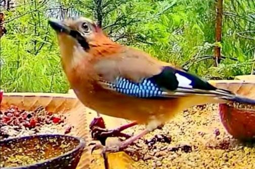 livebirdspoland_7da9693ad5ec6a7195bbcc28eacfde7b.jpg