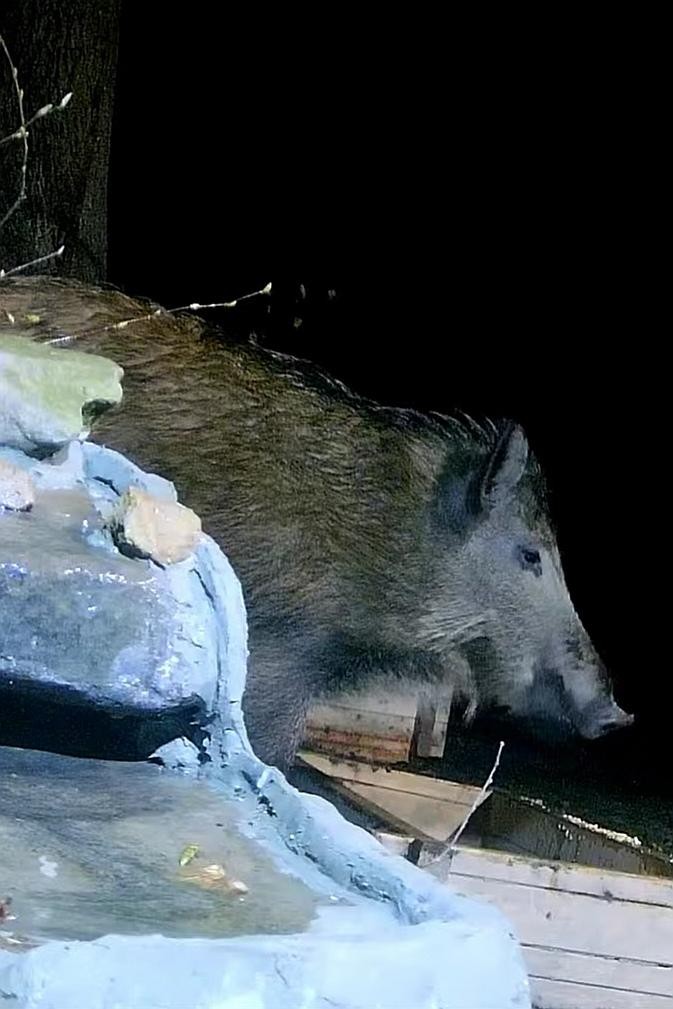 livebirdspoland_976e80d900e42c3df2d884e9fec8127e.jpg