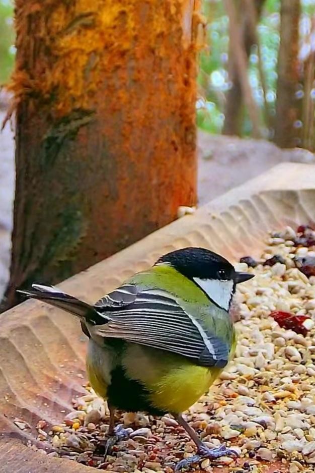 livebirdspoland_55add21930f092388eda443b8106bddf.jpg