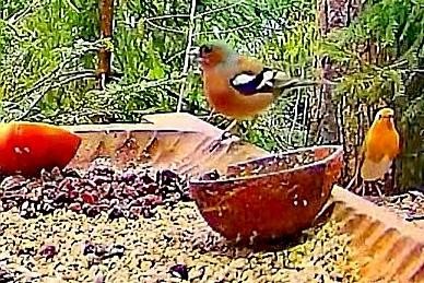 livebirdspoland_2616d5bdebf1d6caed1db05dec6caedf.jpg
