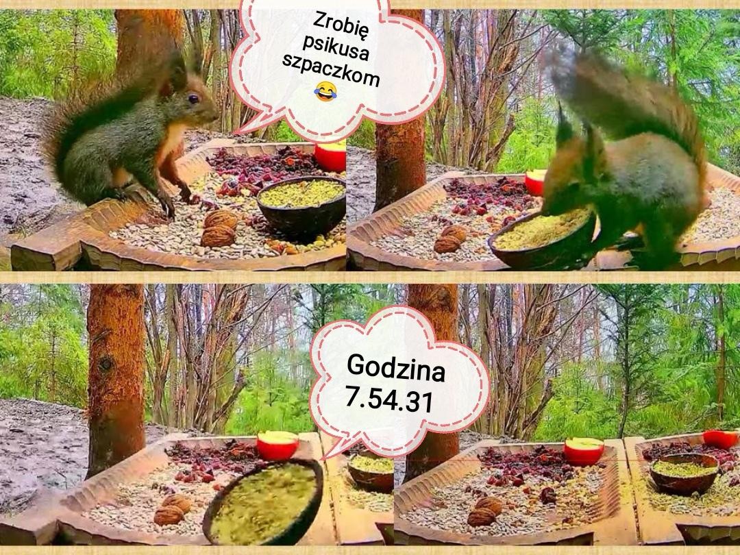livebirdspoland_2ae2fbb6841aef37eab4d55448f6d645.jpg